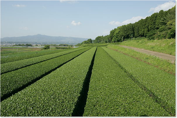 お茶園