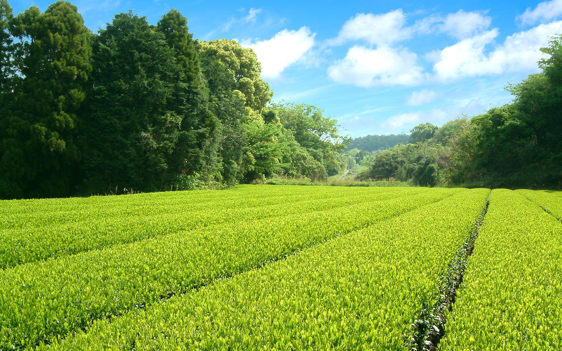 お茶の通販サイト【お茶の福本園】緑茶・日本茶